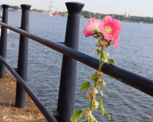 vve huishoudelijk reglement