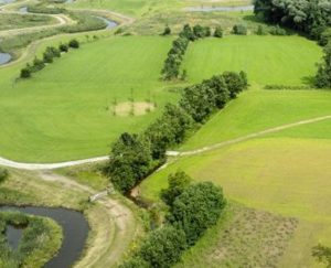 bomen naast de erfgrens