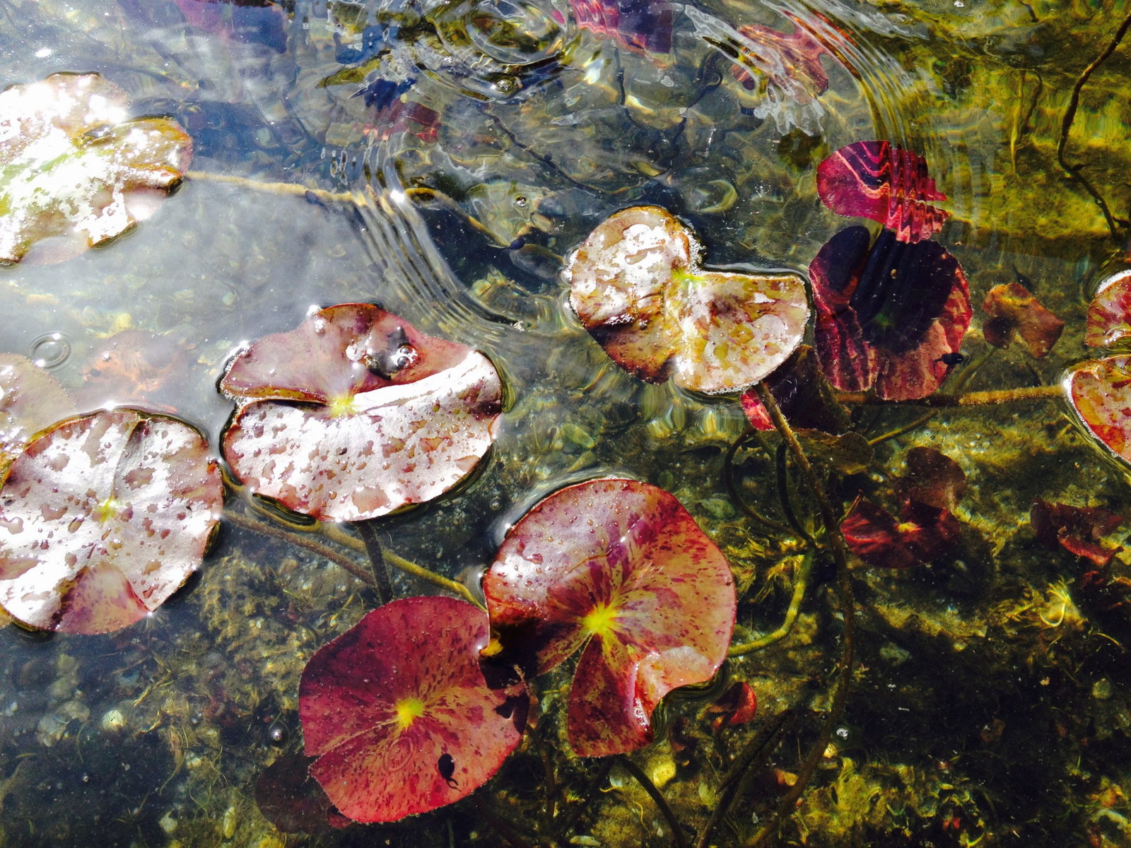erfgrens geschil Amsterdam advocaat